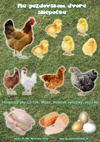 na gazdovskom dvore - domáce zvieratá - farebný pracovný list ABC materská škola