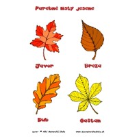Prišla jeseň - Farebné listy stromov - 112 ks pre 10 detí -pracovné listy z ABC materské školy
